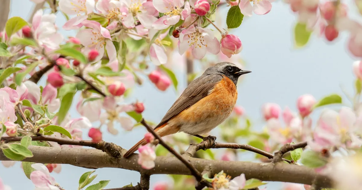 LOODUSFOTO ⟩ Lepalind on üks käo kasuvanemaist