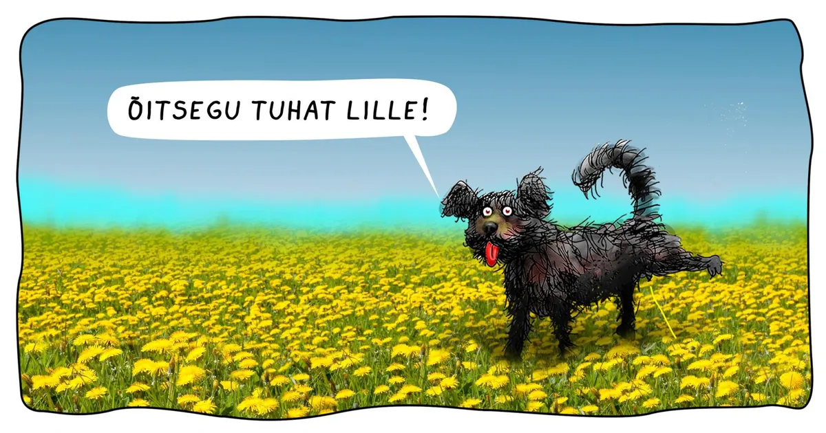 Juurikas. Allan Hmelnitski joonistus