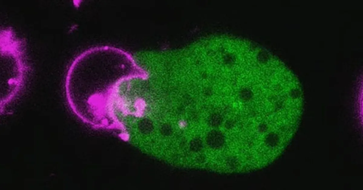 Värske uuring: eluohtlik parasiit teeb endale inimese rakkudest «kaitseülikonna»