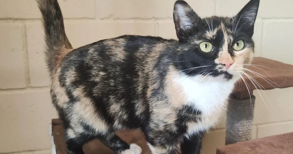 KODUOTSIJA ⟩ Surjust leitud kass loodab uue kodu leida