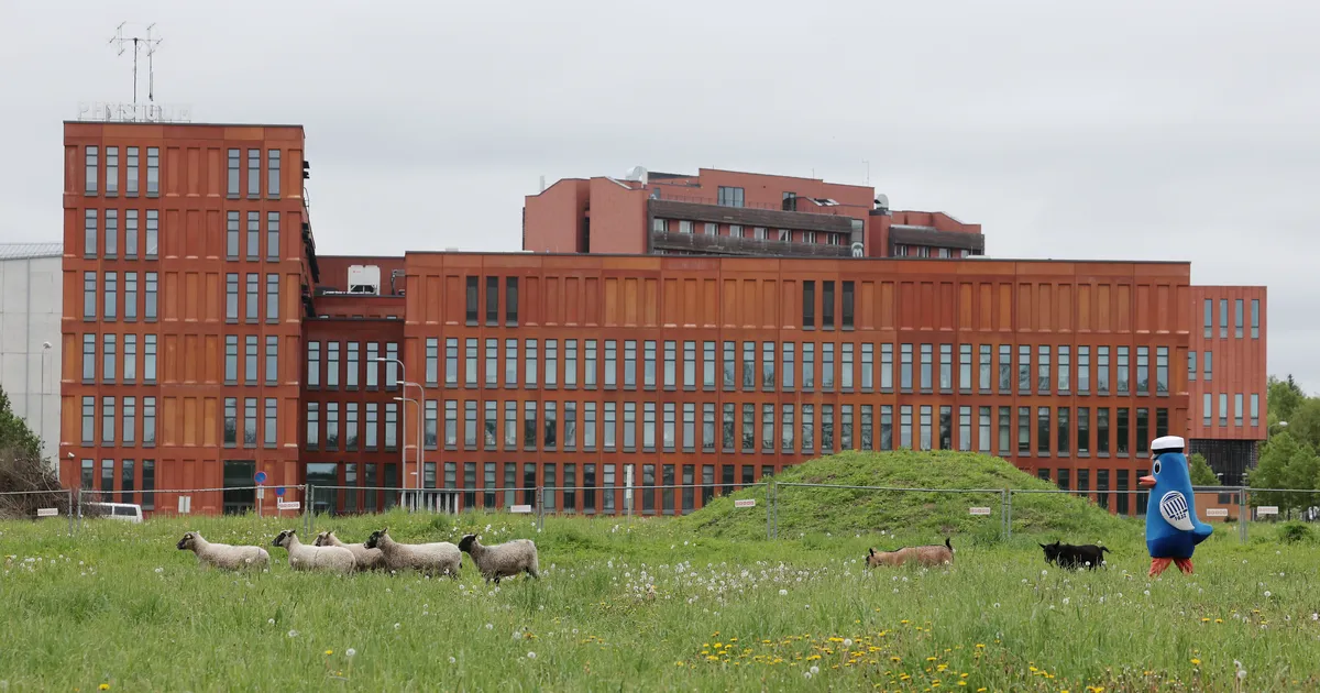 FOTOD ⟩ Lambad ja kitsed tulid õppehoonete vahele tööle ning kostile