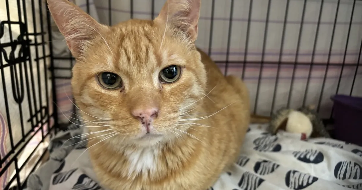 2 aastat kodusoojust nautinud kass toodi ootamatult varjupaika tagasi