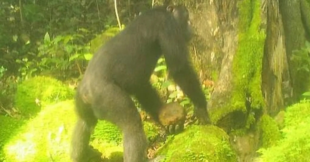 Šimpansid on leiutanud omalaadse sidesüsteemi – vaata, kuidas see töötab