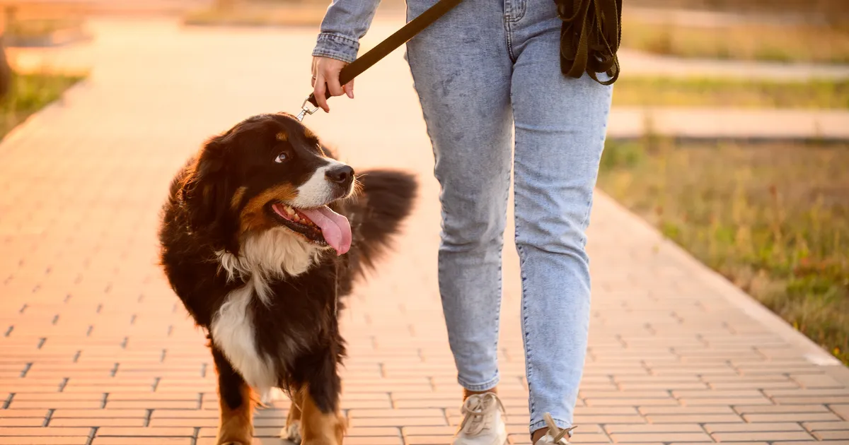 Loomaarst avaldas, kui pikalt peaks koeraga iga päev jalutama