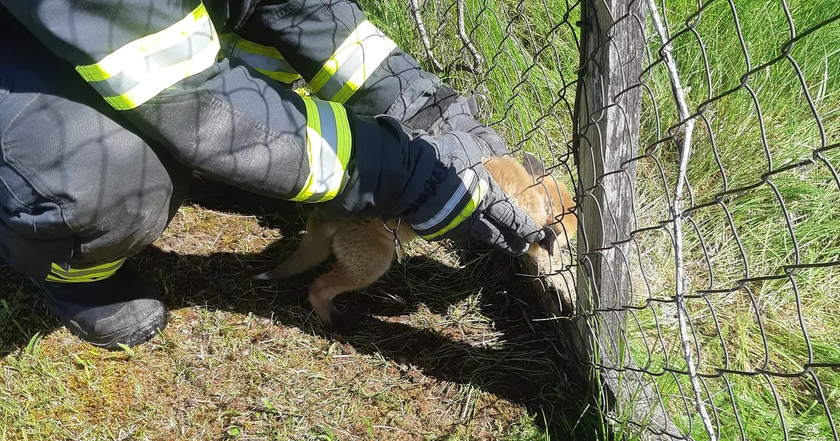 FOTO ⟩ Päästjad aitasid peadpidi traataeda kinni jäänud rebasekutsika vabadusse