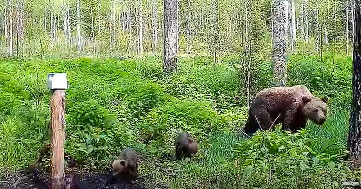 Video ⟩ Karuema jäi koos kahe väikese pojaga Tartumaal rajakaamerasse