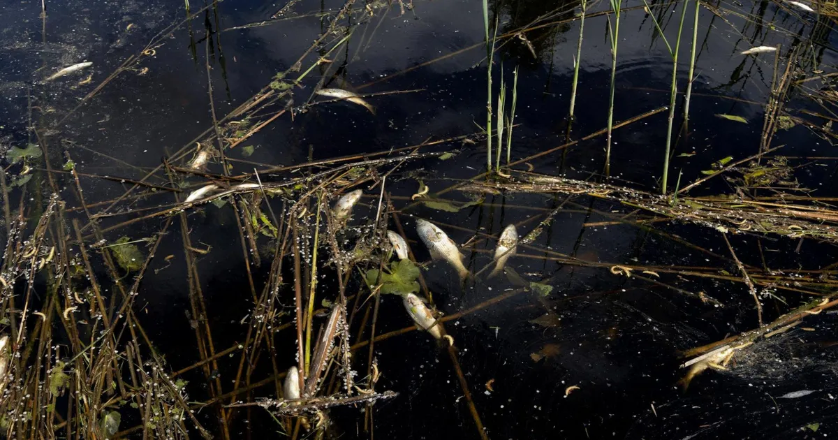 Selgus kalade massilise suremise põhjus