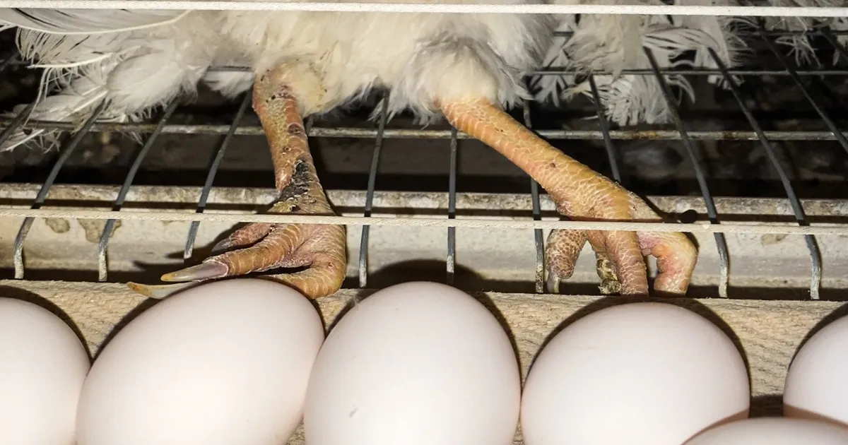 Tuntud kauplus ütles ei puurikanade munadele