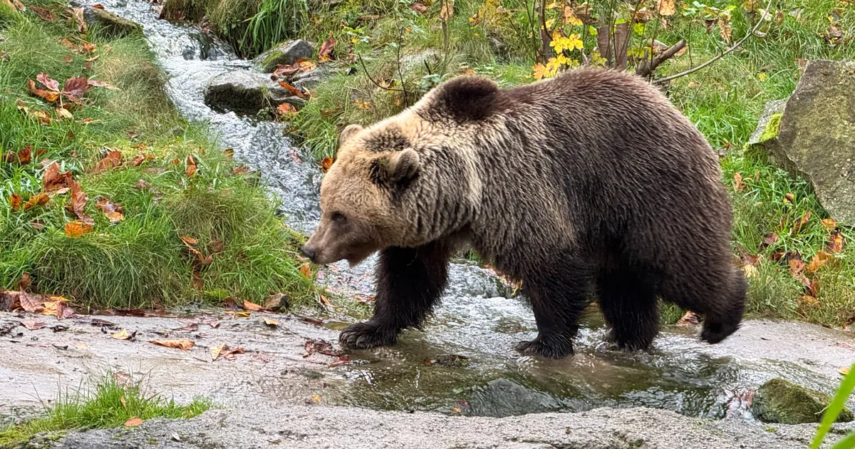 MÕMMIKUPRAAD ⟩ Slovakkias võib varsti jõuda poelettidele pruunkaru liha