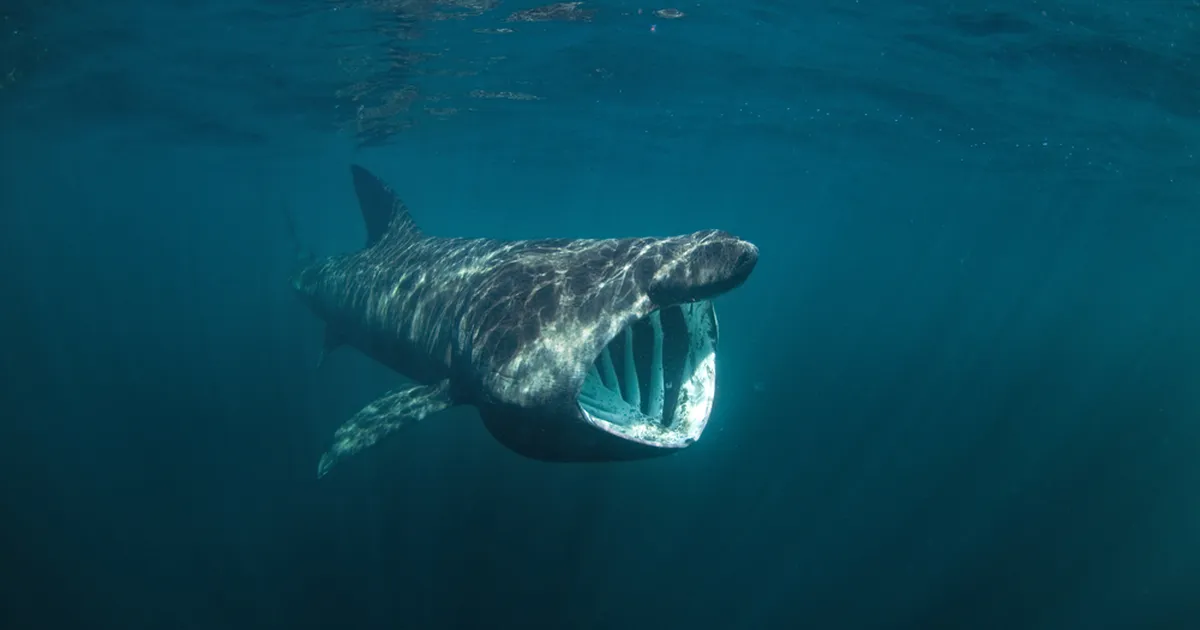 VIDEO ⟩ Marbella ranniku lähedal ujus hiiglaslik hai – esimene selline vaatepilt 35 aasta jooksul