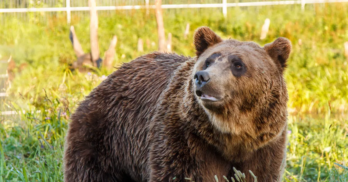 HARULDANE VAATEPILT ⟩ Järvamaal jäi rajakaamera ette korraga kaheksa karu