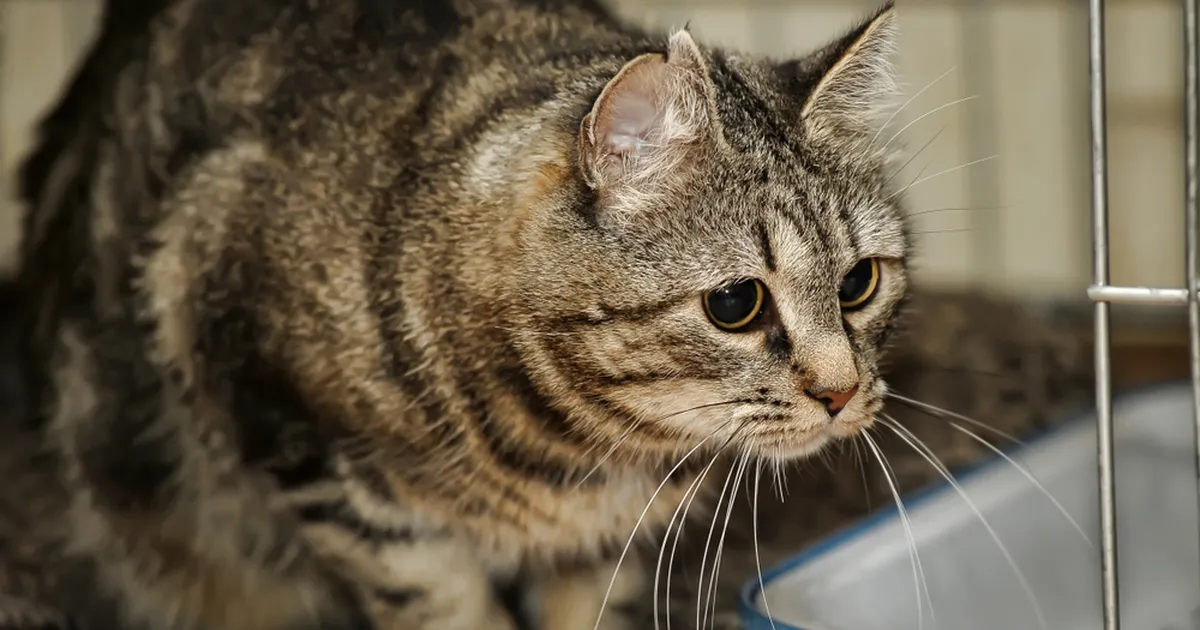 FOTOD ⟩ Varjupaika viidud kassil avastati kuus käppa
