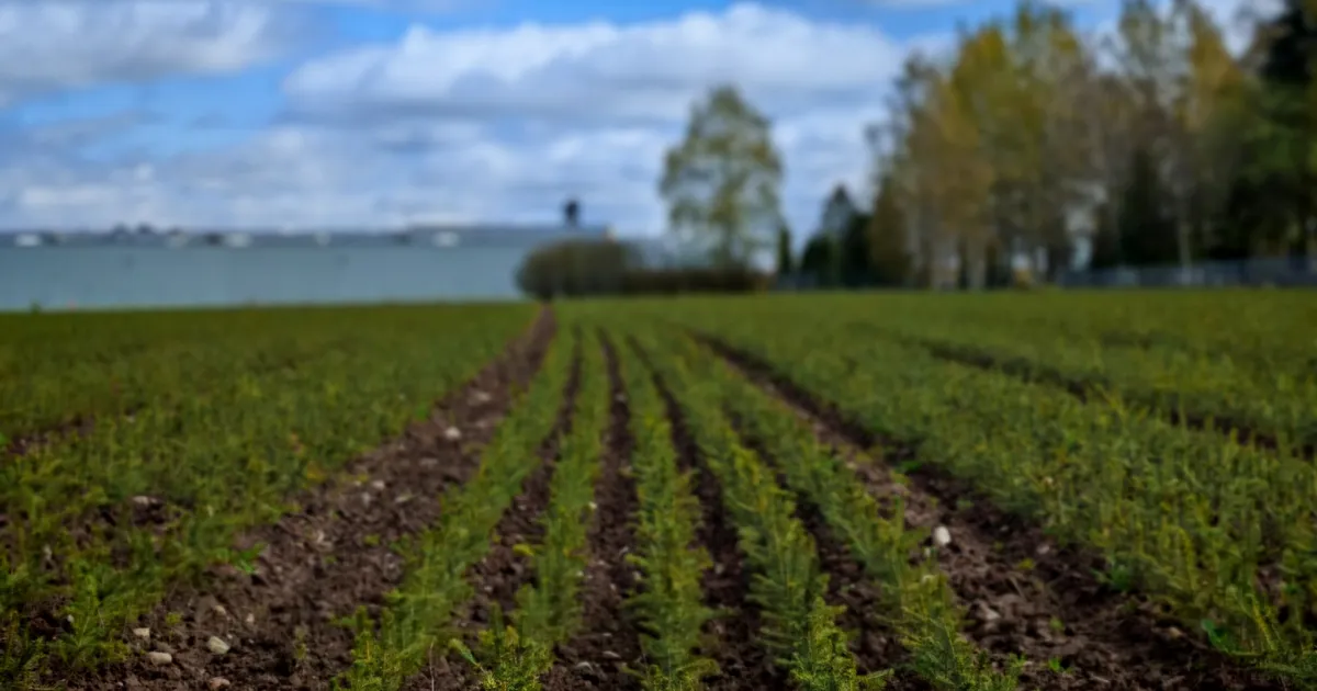 RMK tasuta istikutele joosti reede hommikul tormi ja 80 000 taime saavad omaniku