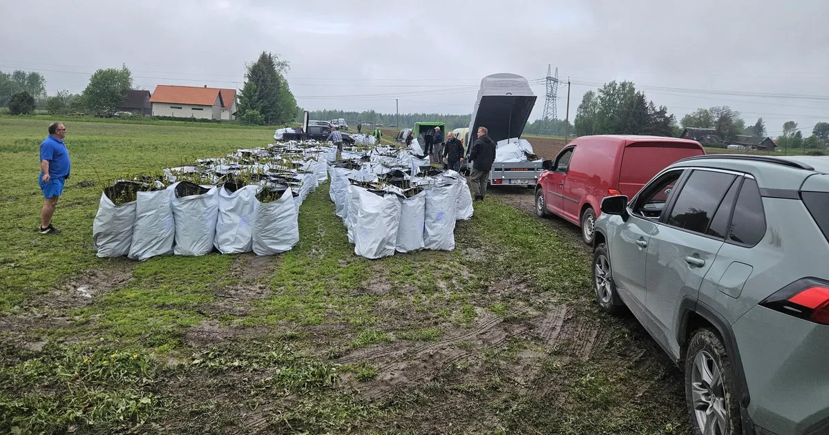 Tasuta kuuseistikutele joostakse tormi