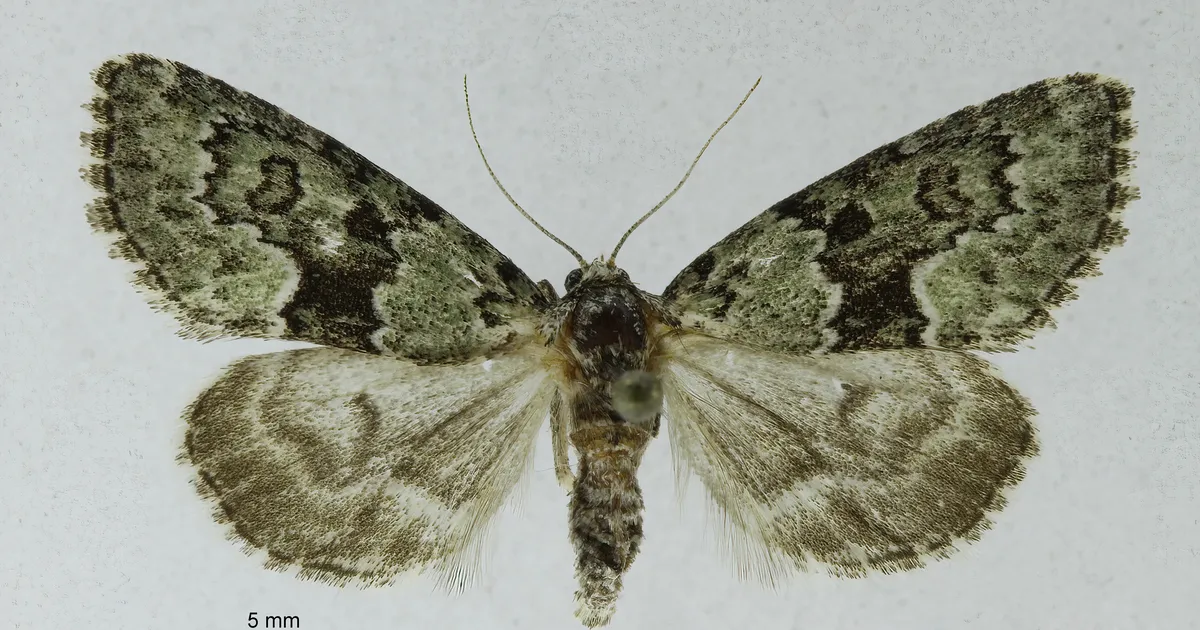 Aasta liblikas - rohe-samblikuöölane