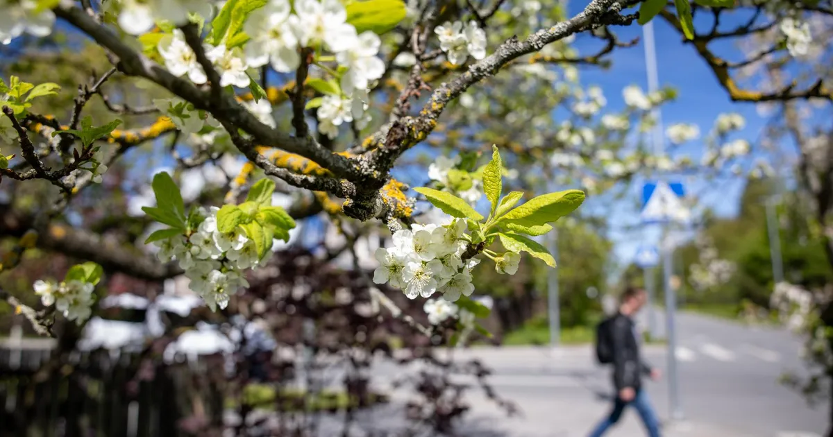ILM ⟩ Pühapäeval särab päike ja sooja on kuni 20 kraadi