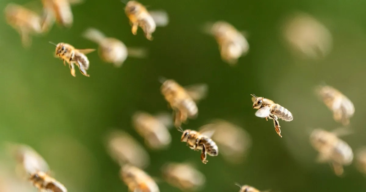 SUMISEV OHT ⟩ USAs pääses liiklusõnnetuse järel lendu 250 miljonit ärritunud mesilast