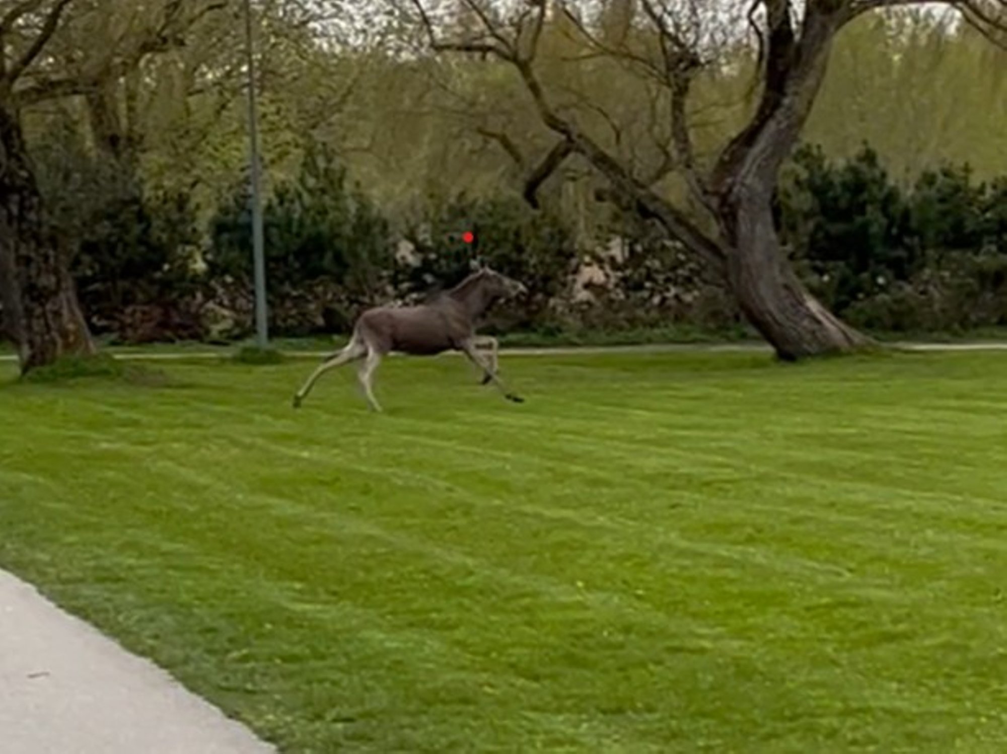 VIDEO | Tallinnas jooksis inimeste vahel ringi paanikas põder