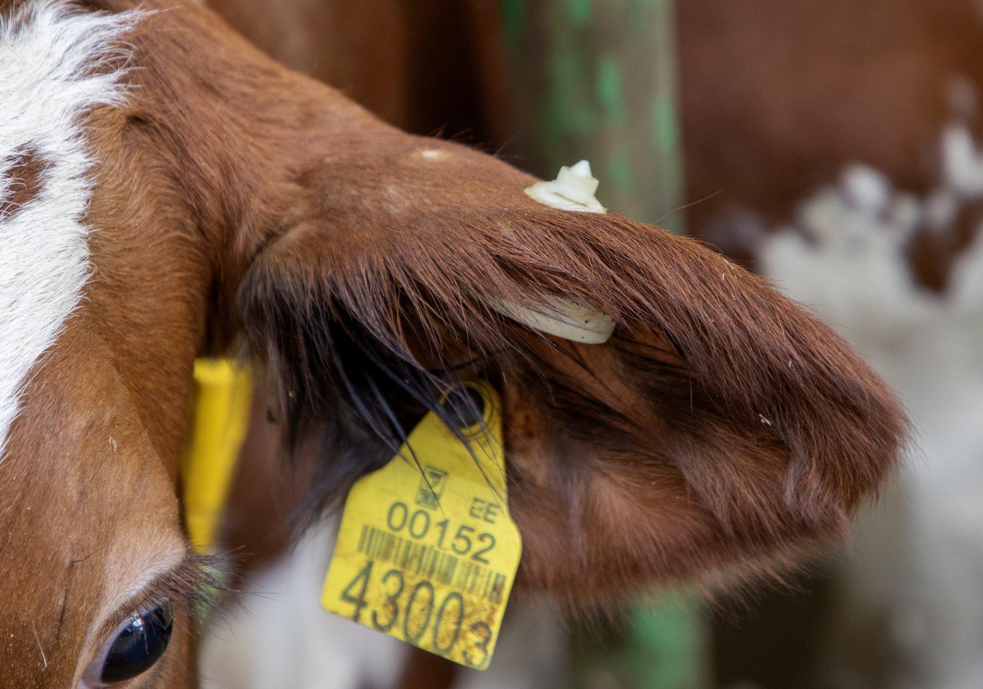 Börsifirma Infortar ostab põllumajanduskontserni. „Piimatööstuses suudame ka rahvusvaheliselt konkureerida.“