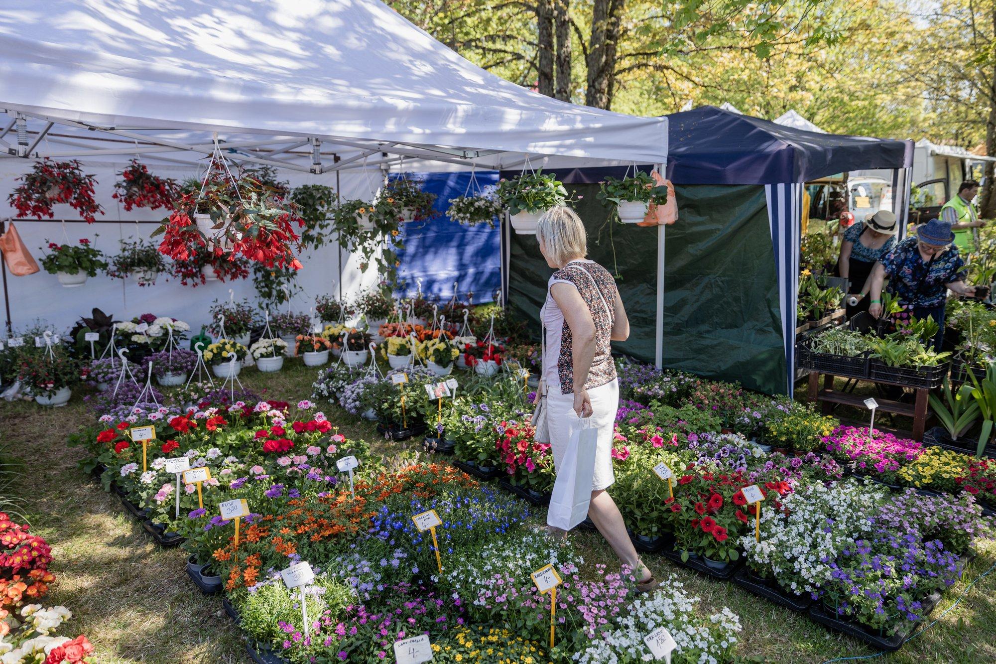 Nipid, kuidas püsililli poes valida ja pärast kodus istutada