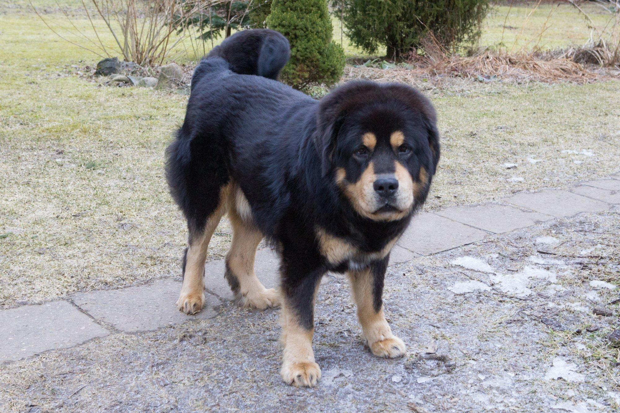 Pool aastat pärast jõhkrat koerarünnakut: Lagedi elanikud tunnevad end agressiivsete mastifite ees siiani kaitsetutena