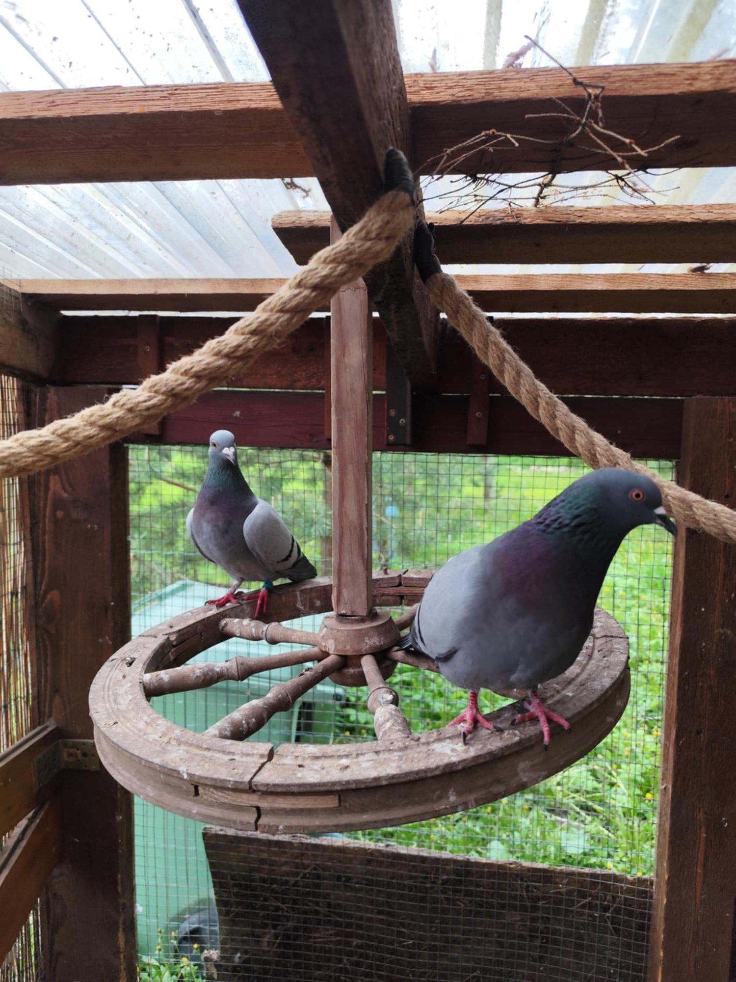 Omasugust ei taha! Järvamaa noormehesse kiindunud tuvi keeldub Venemaalt tulnud linnuga suhtlemast