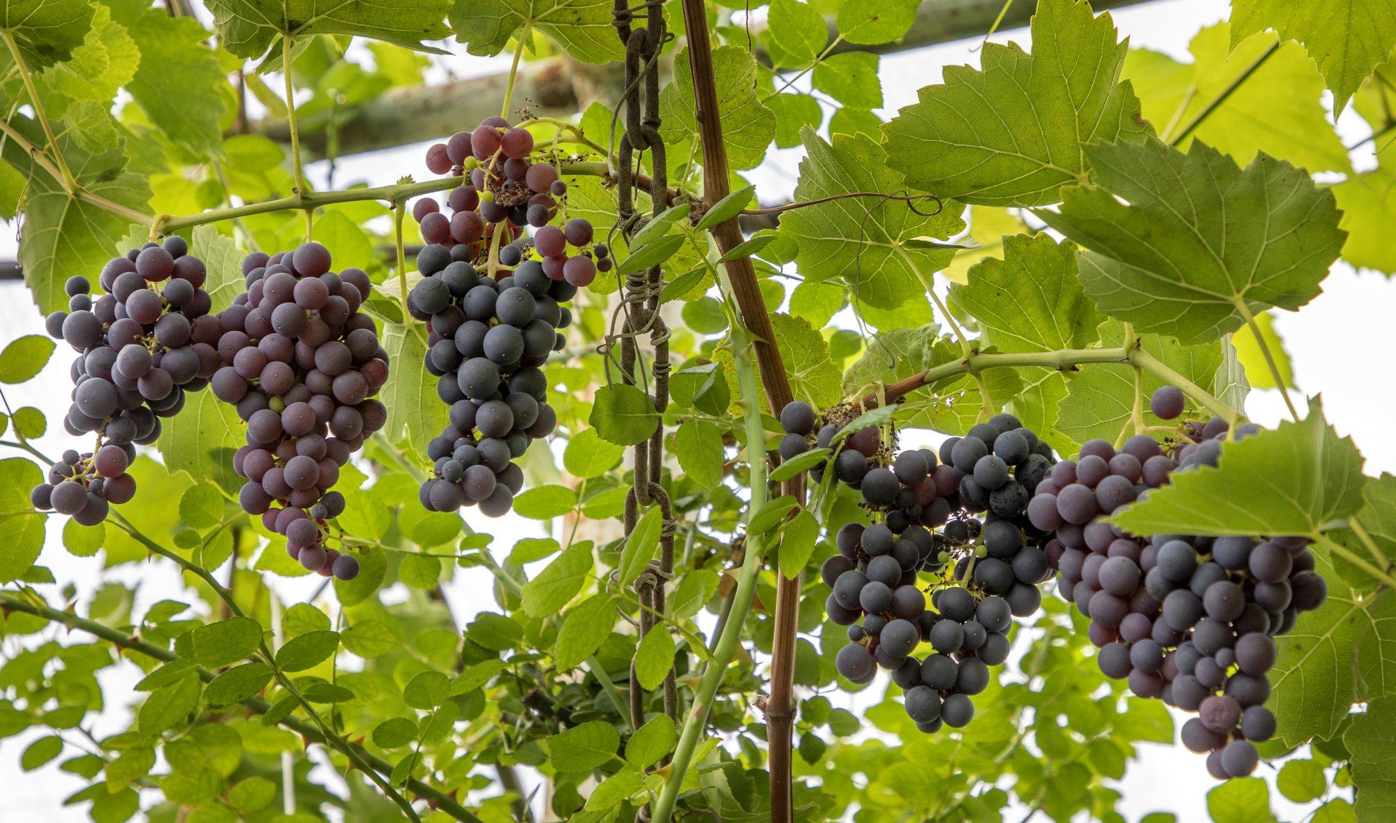 Ka viinapuust saab teha perepuu, pookides ühele taimele mitu sorti