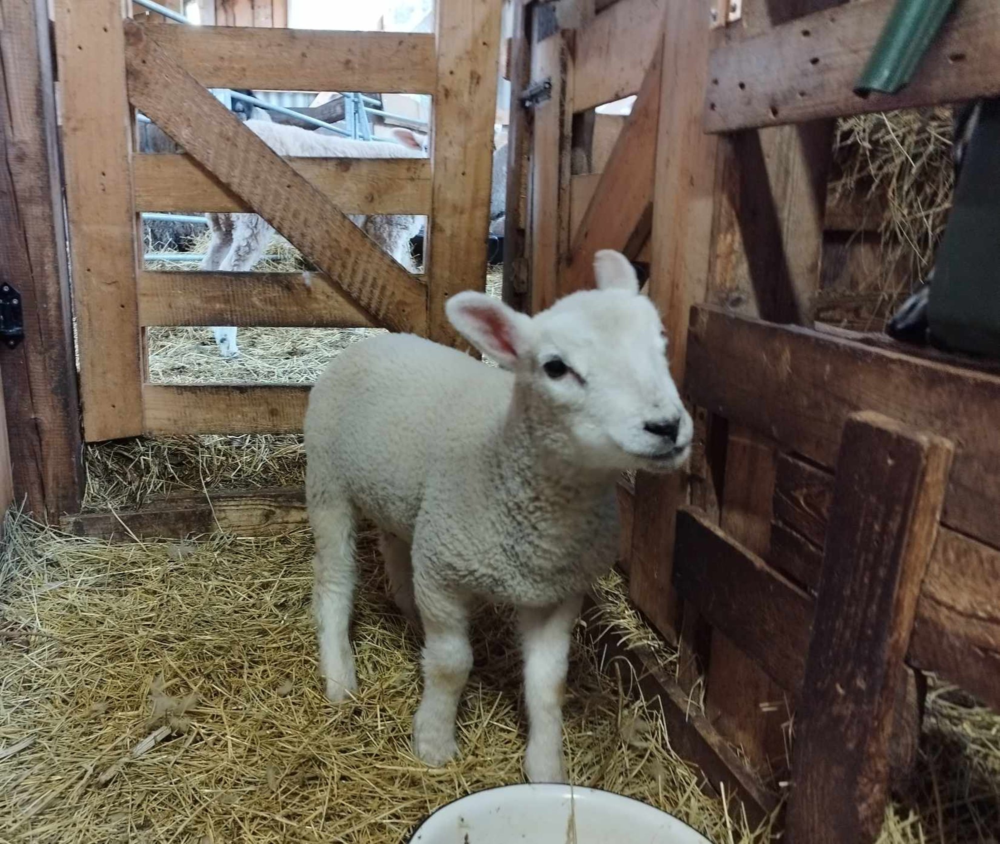 Ta paisus nagu õhupall! Sündimisel ühest silmast pimedaks jäänud Juuli tuli süstlaga õhust tühjaks lasta