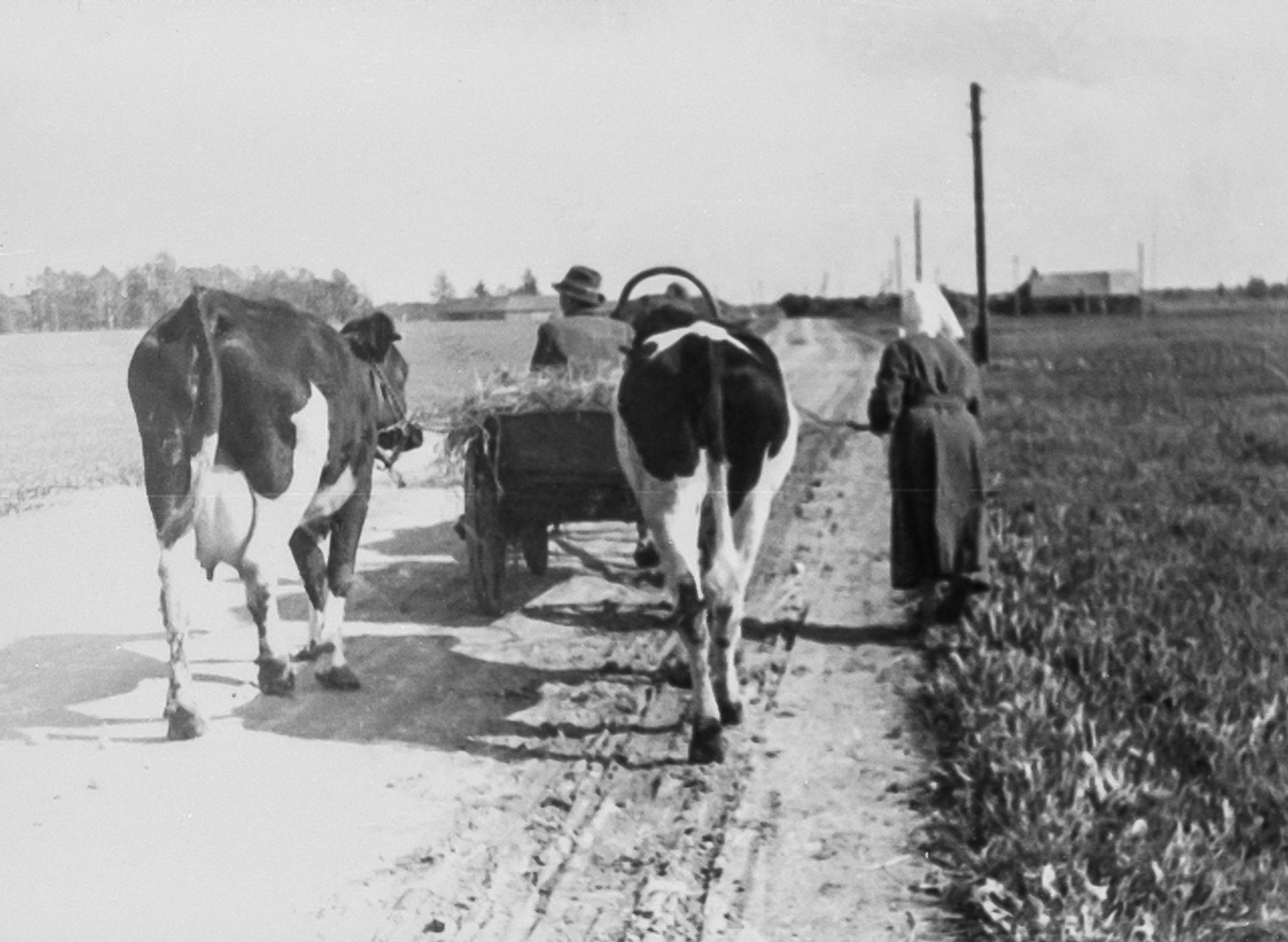 „Lehm on nii odav, et ei saa kaht pudelit riigiviinagi“ Kuidas eestlased „vabatahtlikult“ kolhoosi astusid?