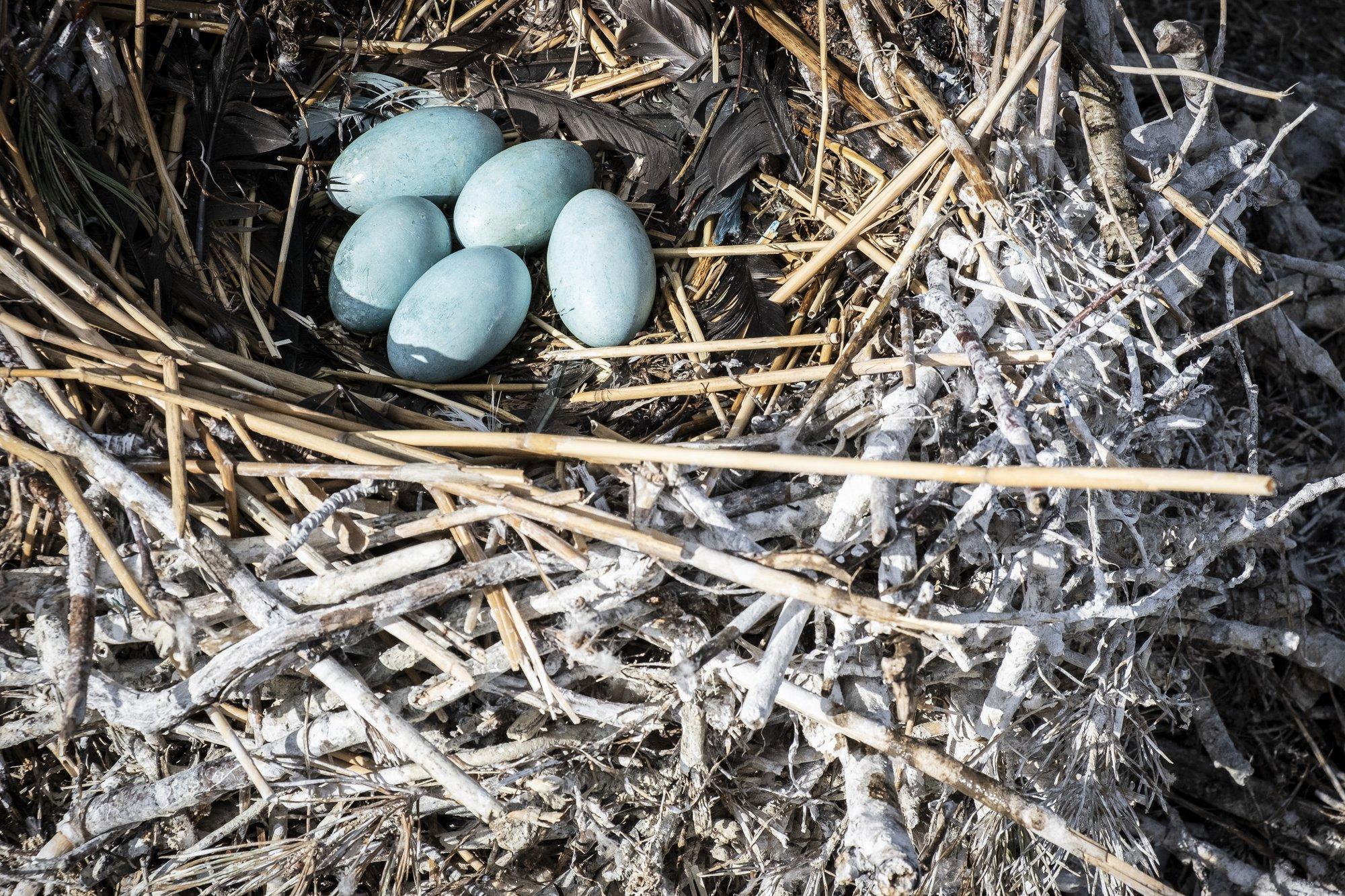 FOTOD | Kaluritega kormoranimune õlitamas: puu otsa pesadeni jõudmine pole naljategu