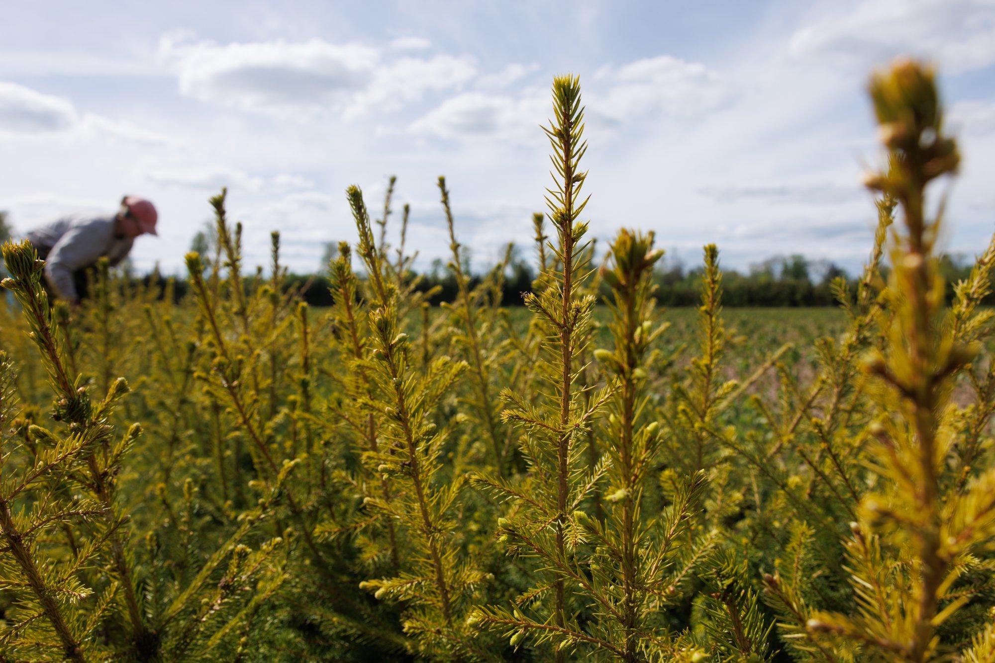RMK jagab huvilistele tasuta veel 80 000 kuuseistikut, tegu pole enam praagiga