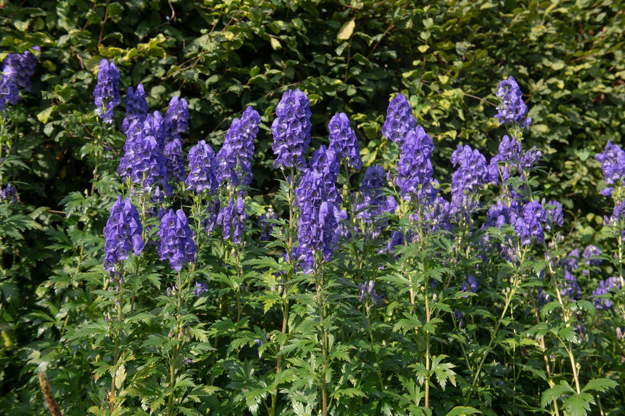 Maailma ohtlikemad taimed meie ümber, mis võivad kasvada ka sinu aias