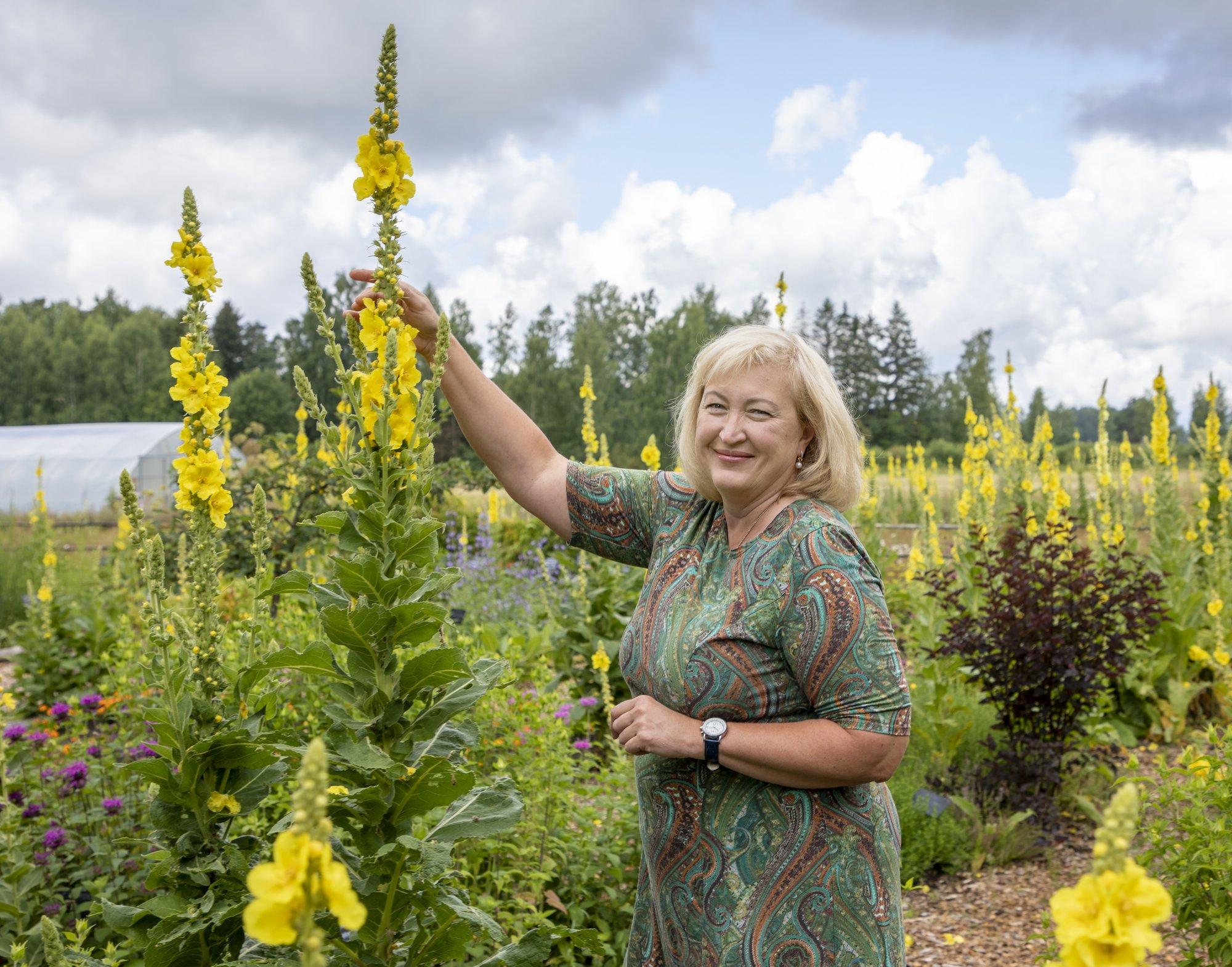 Kuidas rajada maitsetaimepeenart ja mida sinna istutada?