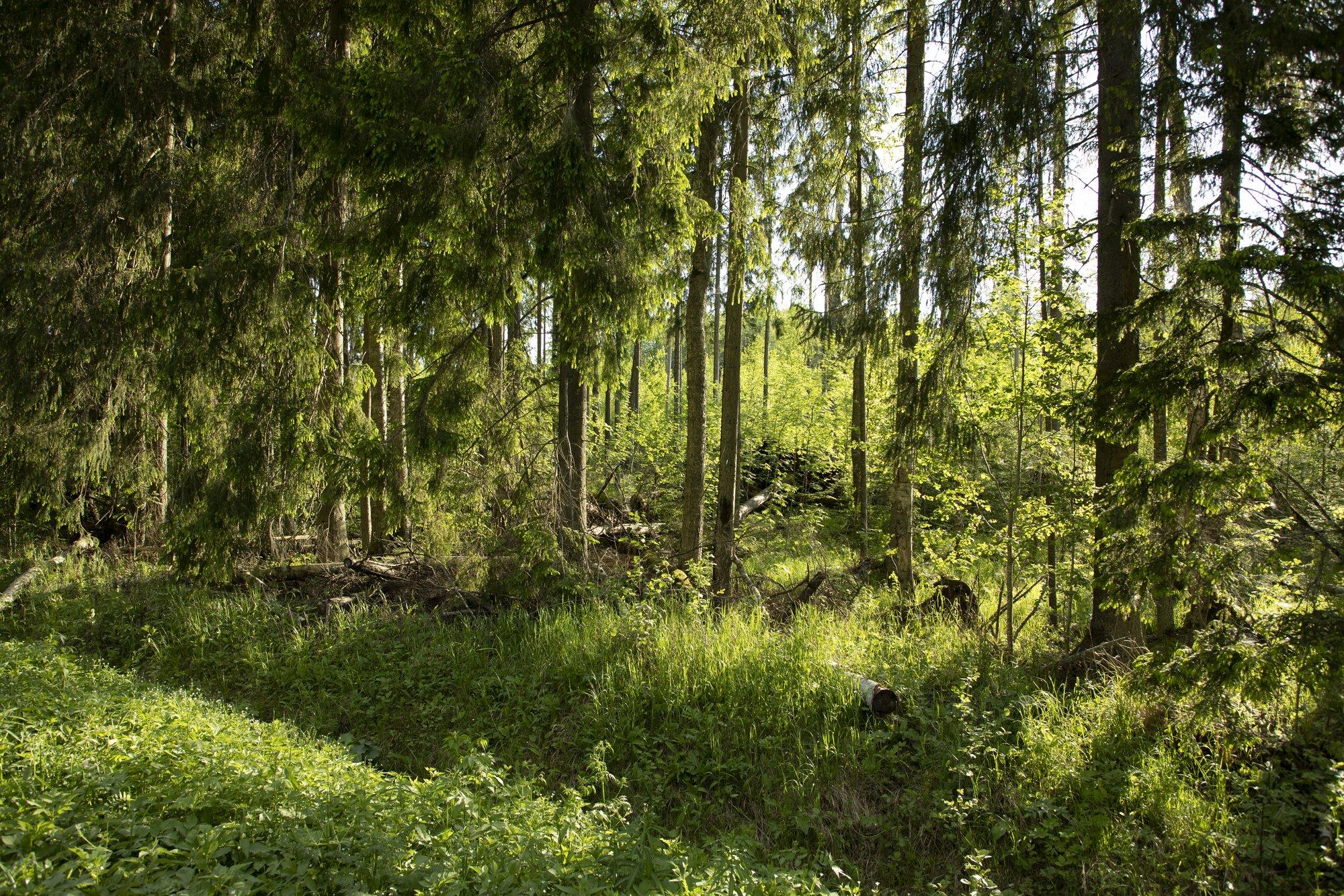 Laura Vilbiks: miks peaks looduskaitse ainult maainimese asi olema?