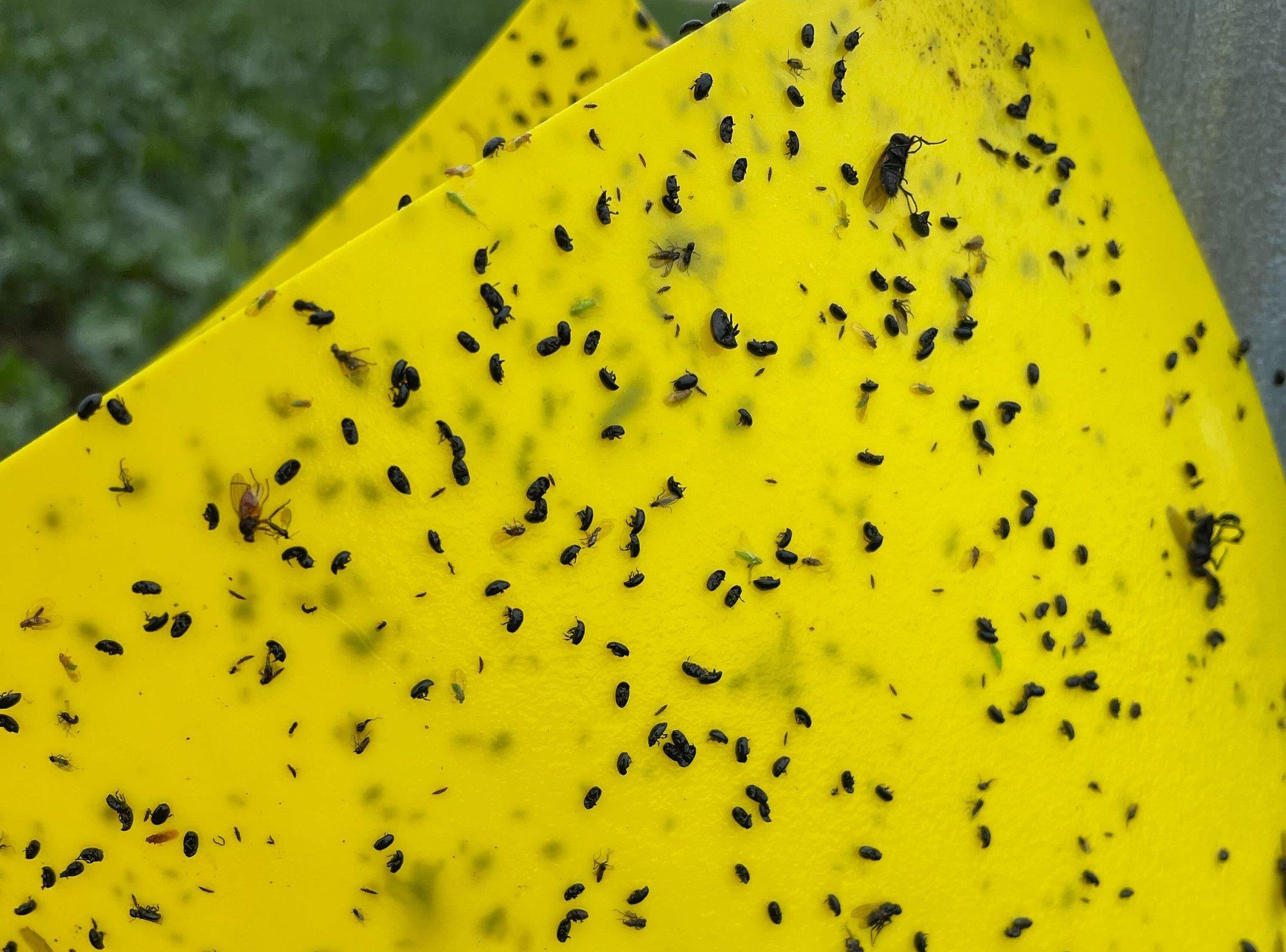 Paul-Techi põllujaam: Aprill tõi põllumeestele nii kasvuhoogu kui ka külmalõõtsutusi