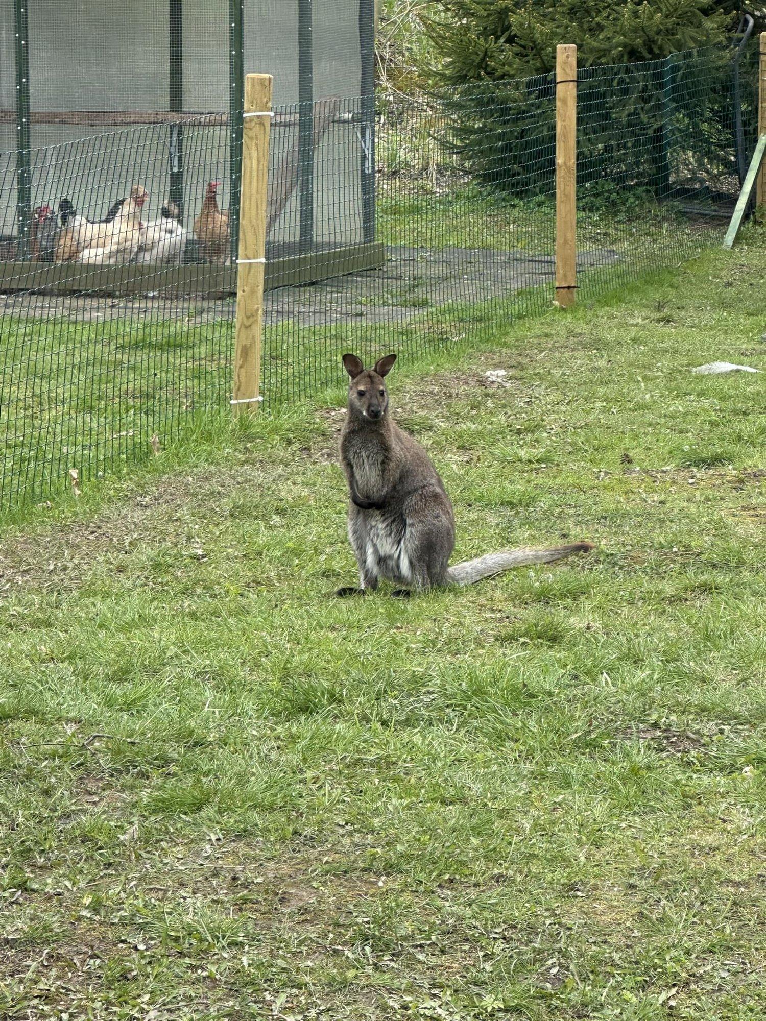 Kohila vallast plehku pannud kängurlane leiti surnuna