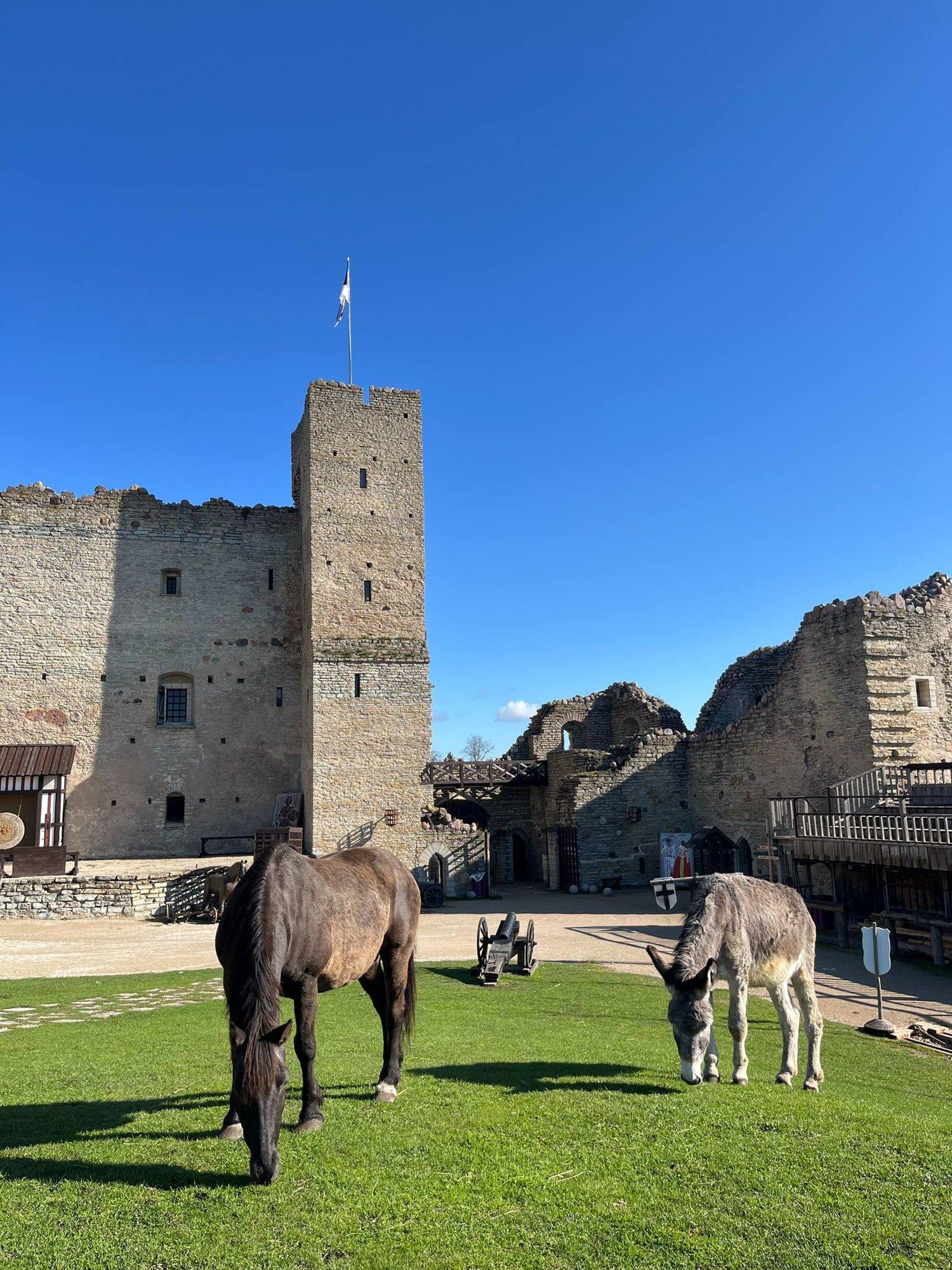 Ka üksainus õun võib poni eluküünla kustutada! Pealetükkivad inimesed söödavad võõrad hobused haigeks
