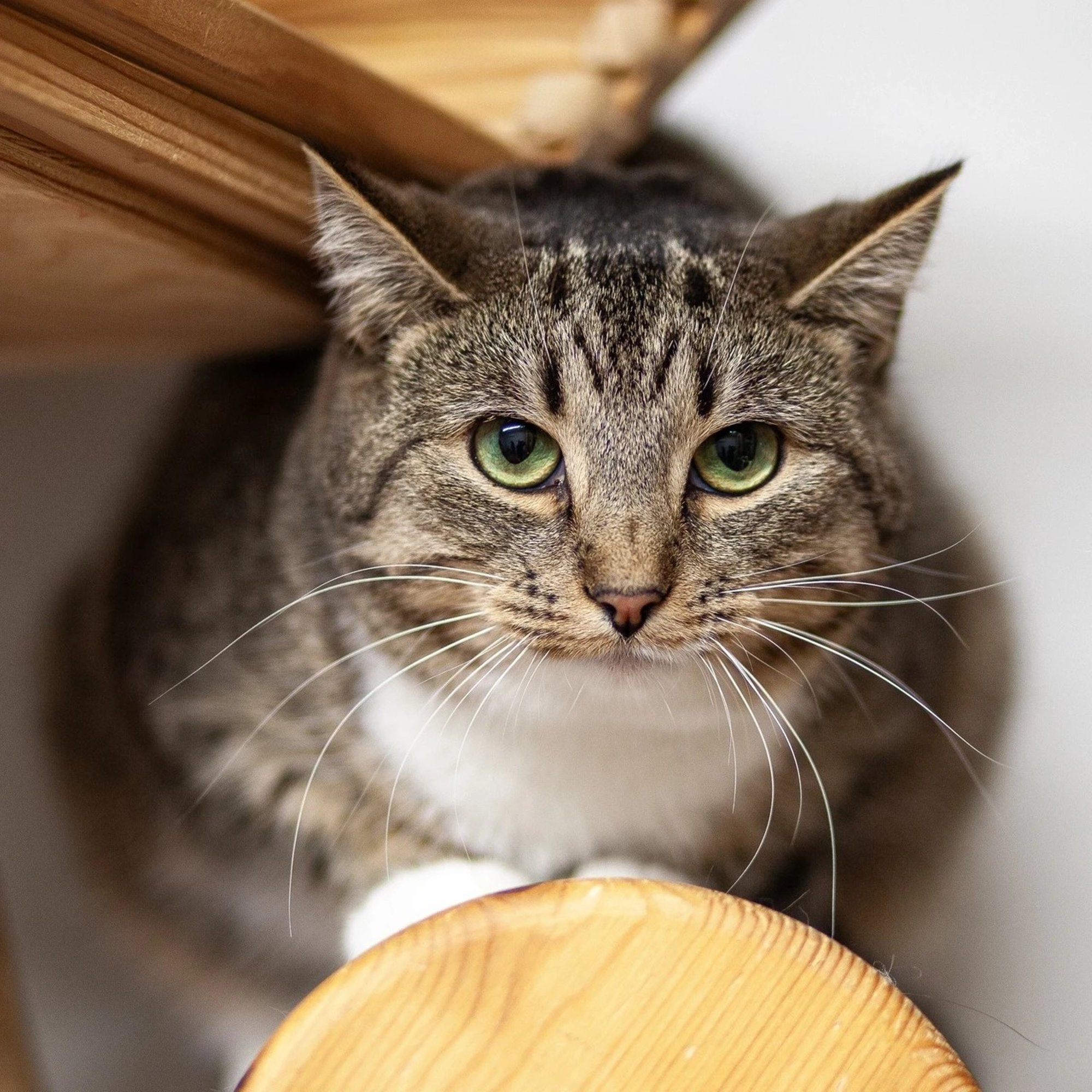 TAHAKS KOJU | Tagasihoidlik Saskia pakub malbelt oma käppa ja südant