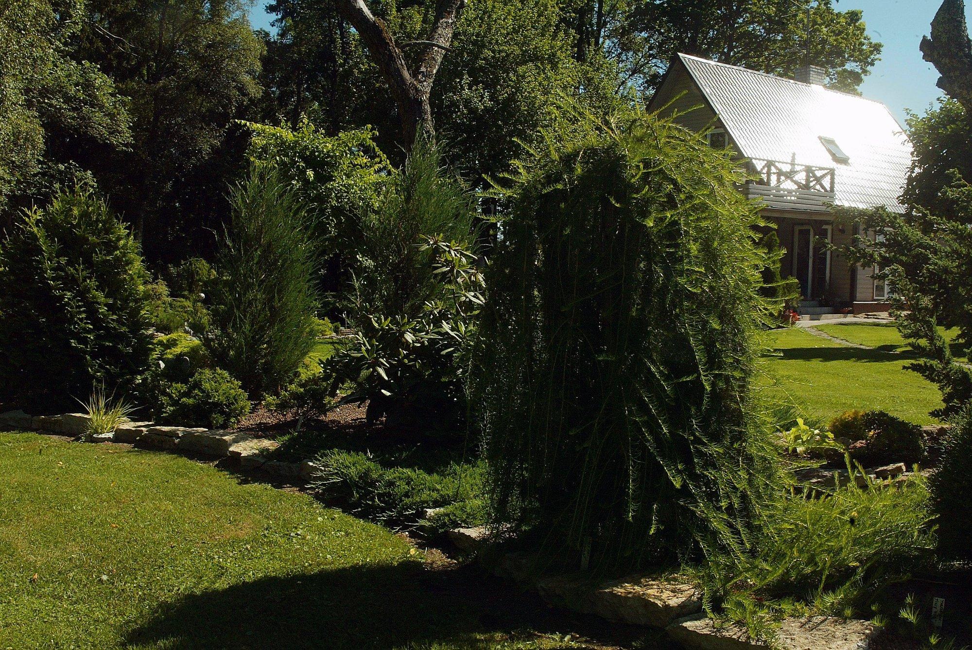 Targad näpunäited aiatöödeks: kuidas õigesti lõigata põõsaid ja elupuid