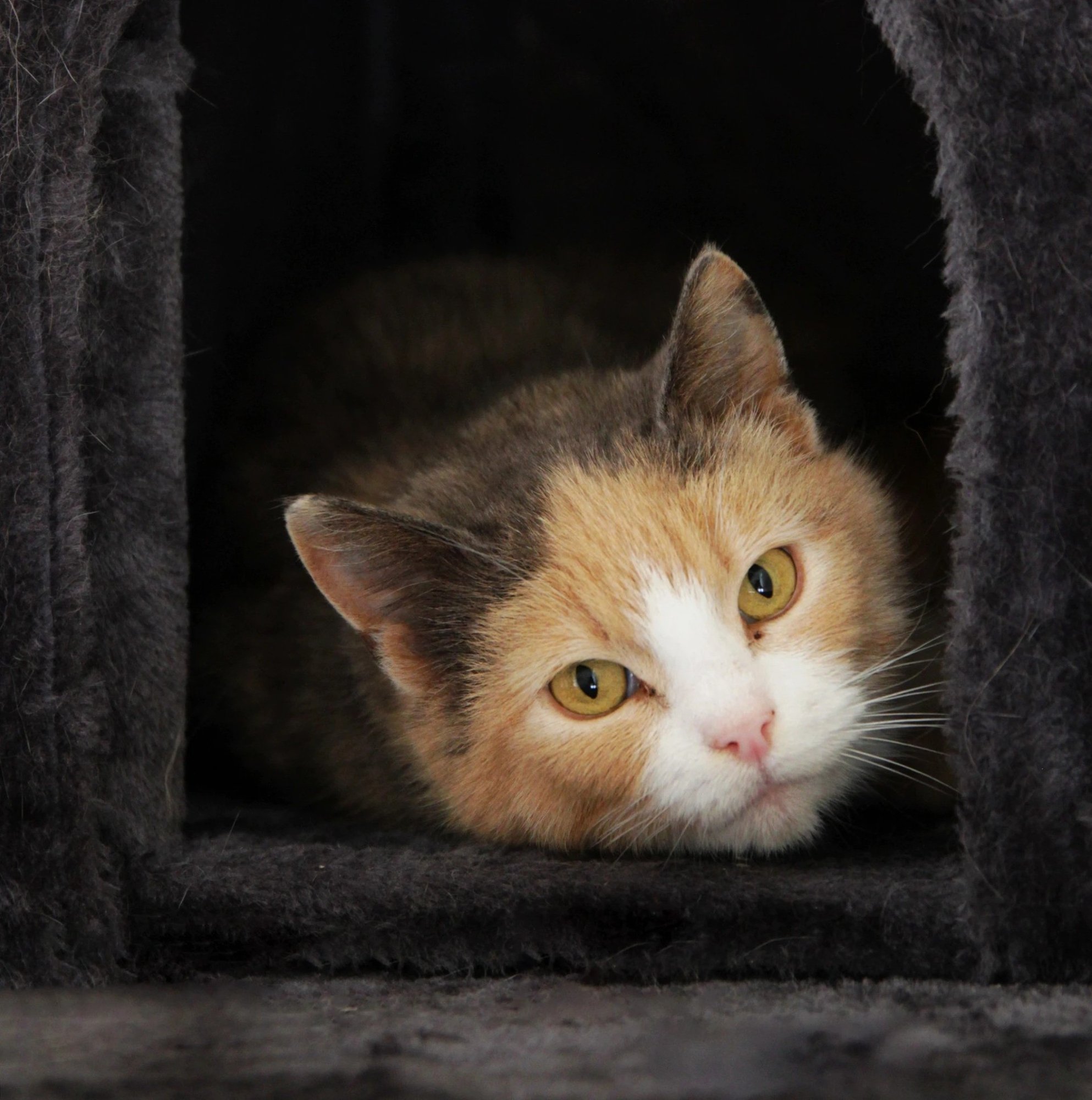 TAHAKS KOJU | Pilkupüüdva kasukaga Luisa tahab veenduda, et inimene pole vaid toitu pakkuv käsi