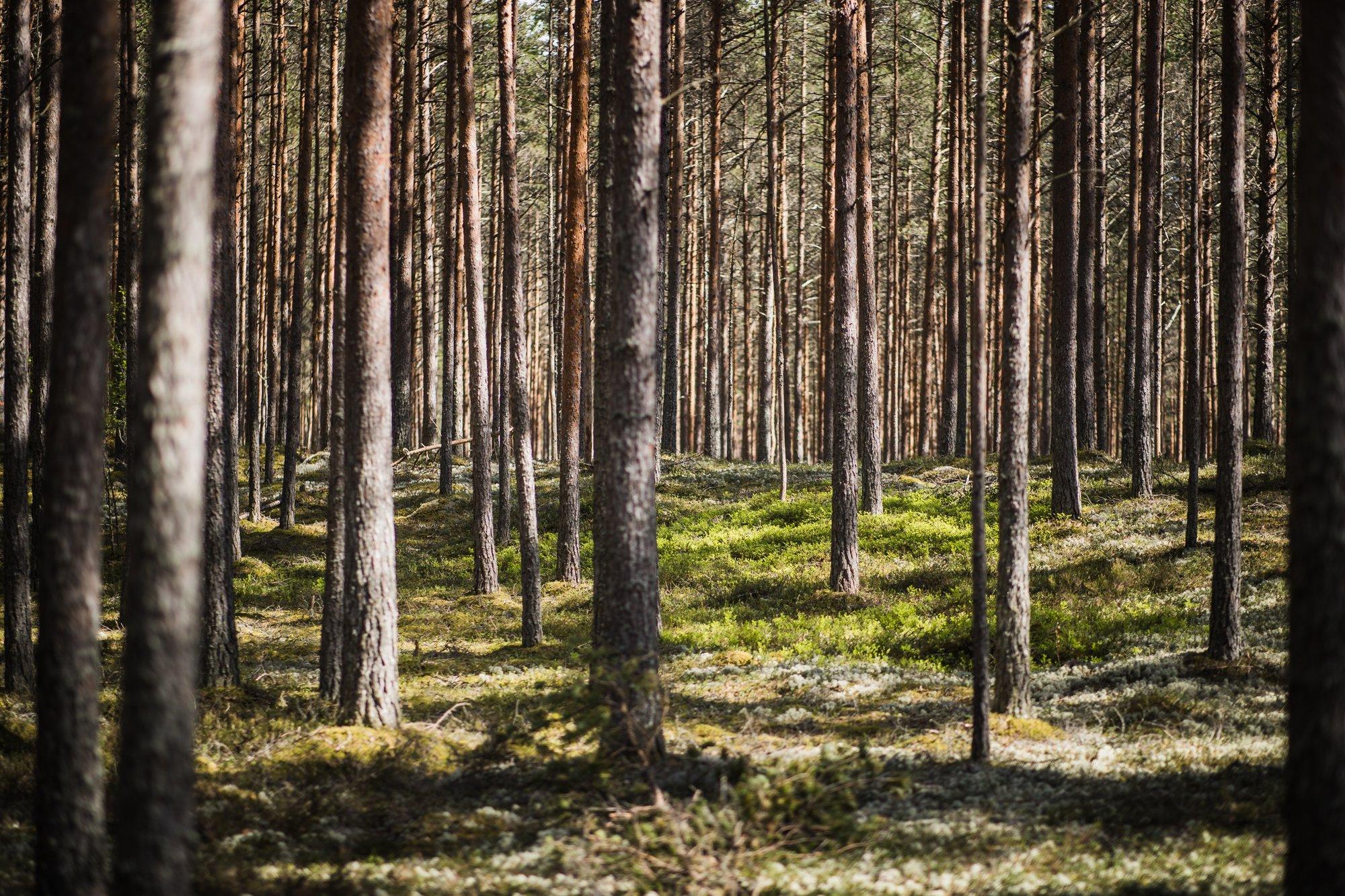 Nüüd leiti süüdlane! Tarmo Tüür: looduskaitsealad on tõesti hakanud „piirama“ ja „peale tungima“?