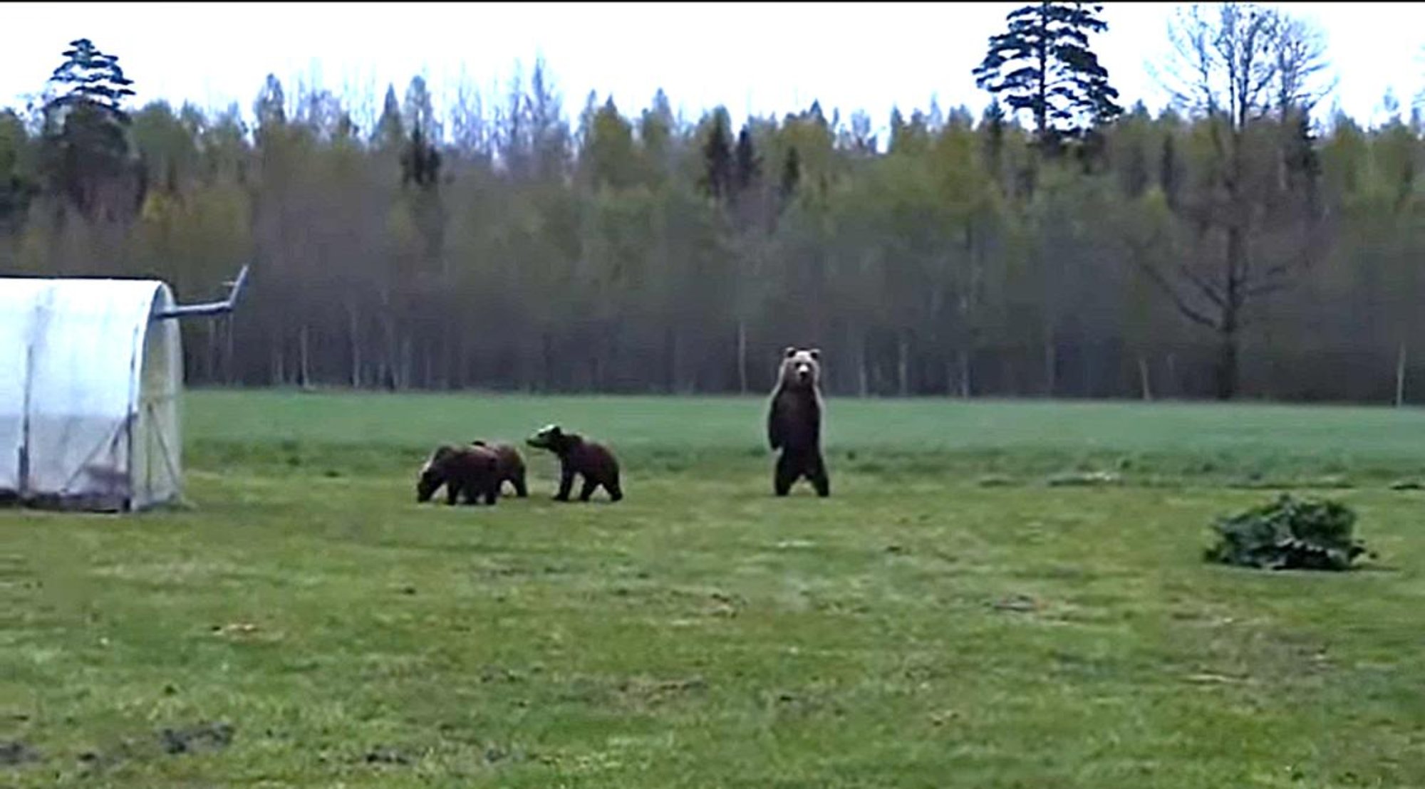 VIDEO | Lustakas karupere käis taluhoovis maiustamas