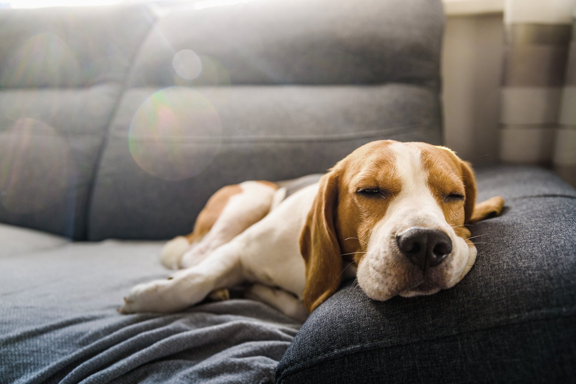 Karbitäis vitamiine viis koera haiglasse: kogemata alla neelatud ravimid võivad loomale tõsist kurja teha