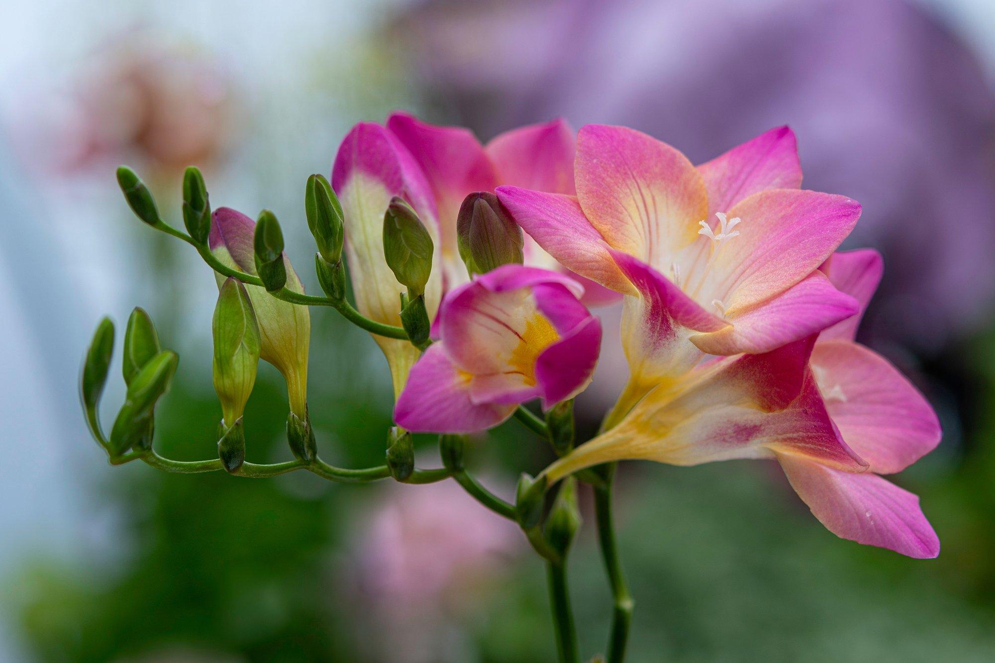 Freesial on kõik, mida ühelt lillelt tahta nii peenras, rõdupotis kui vaasis