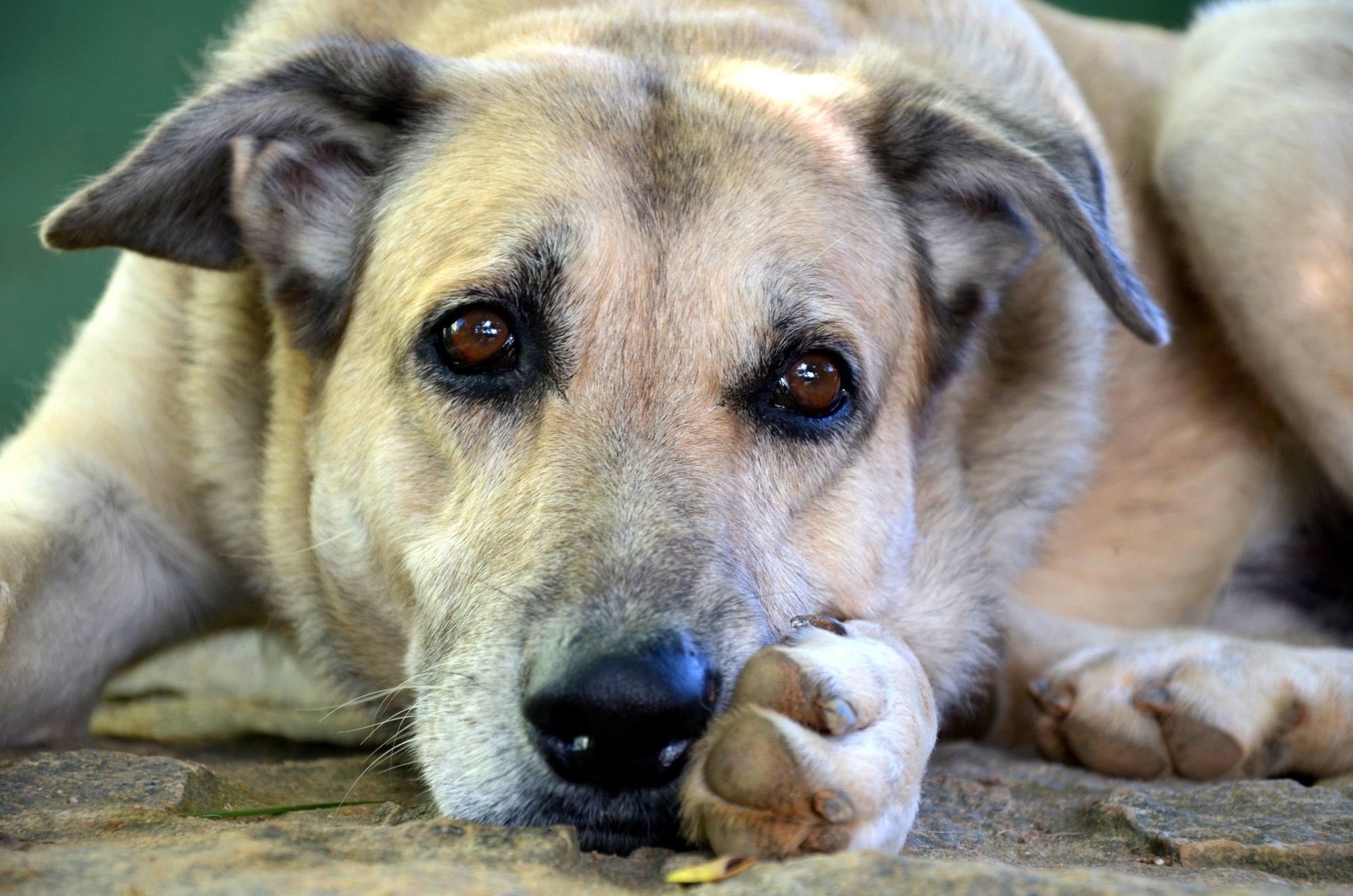Ta lihtsalt ei ütle seda sulle: 20 märki, mis viitavad, et su koeral on tegelikult valus