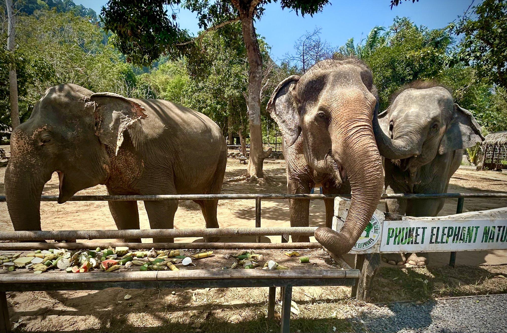 Elevantide varjupaigad pakuvad Tai turisminduses väärkoheldud loomadele vanaduspõlveks ilusat elu