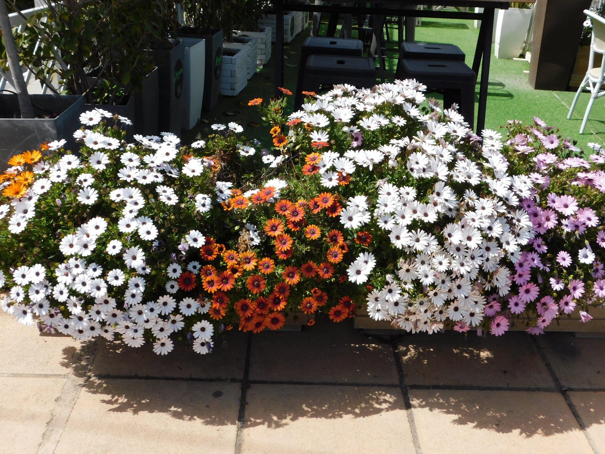 Eckloni kuldkakar sobib nii terrassipotti kui lillepeenrasse