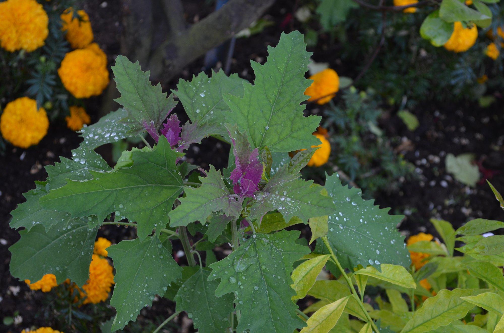 Nutikas aednik ei võitle maltsaga, vaid kasvatab seda söögiks ja silmailuks