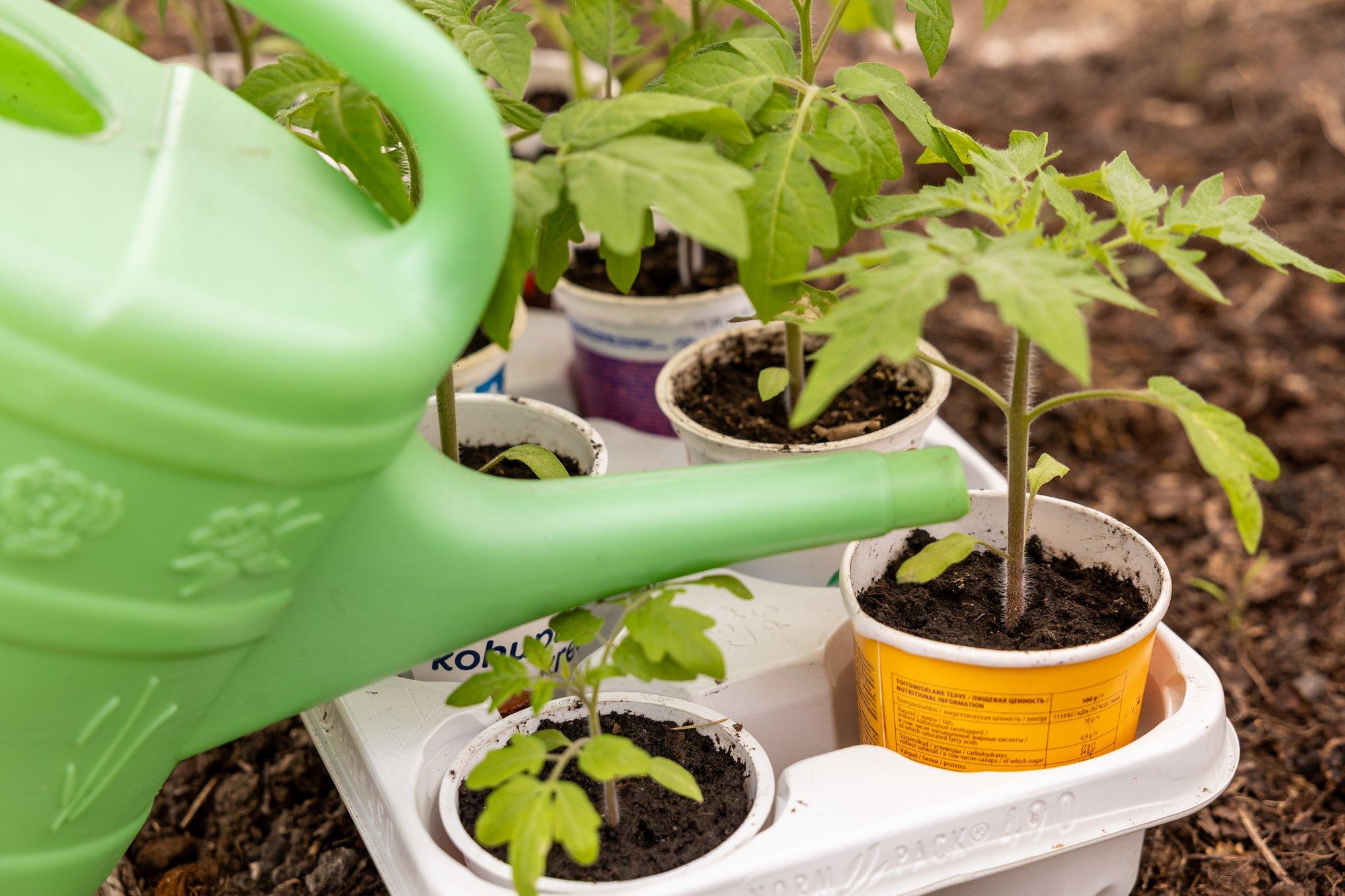 9 soodsat moodust tomatitaimi looduslike vahenditega väetada