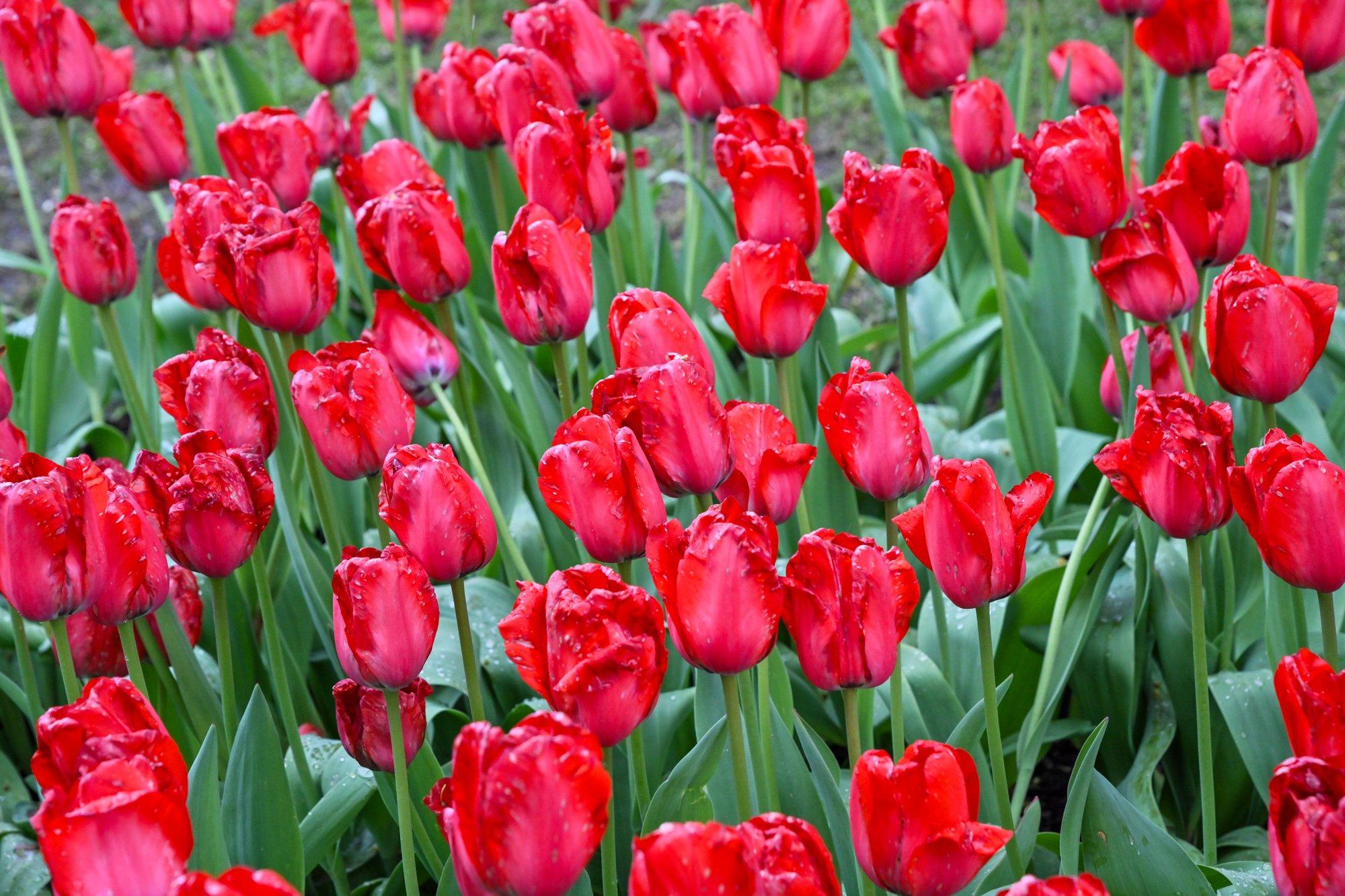 VIDEO ja FOTOD | Kirna mõisa lillepidu tuleb, aga oodatust nädal hiljem